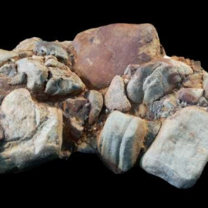 Zlepieniec zygmuntowski