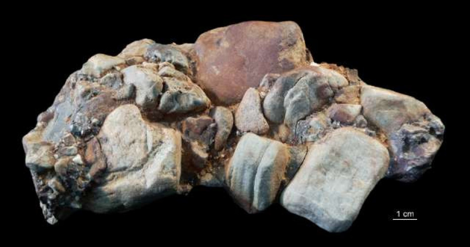 Zlepieniec zygmuntowski