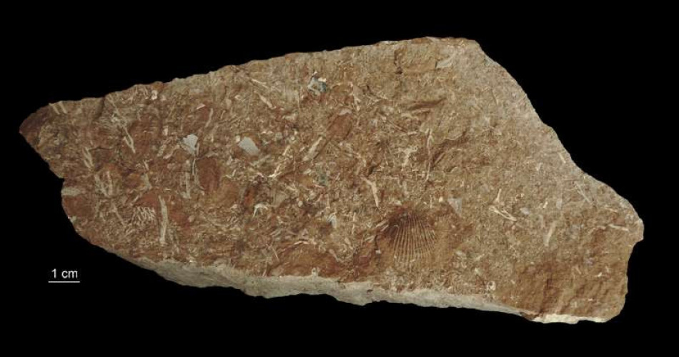 Łupek palny (kukersyt)