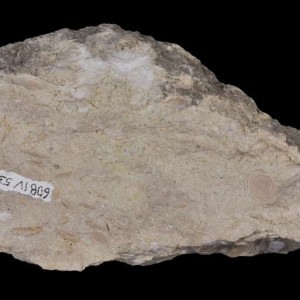 Wapień z numulitami