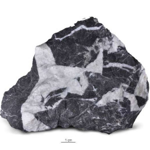 Wapień czarny (brekcja)