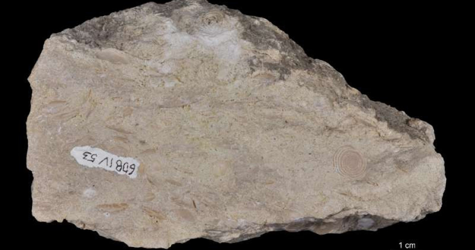 Wapień z numulitami