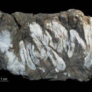 Anhydryt „trzewiowiec”