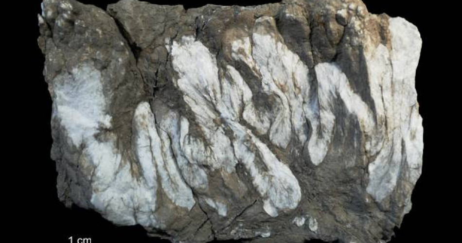 Anhydryt „trzewiowiec”