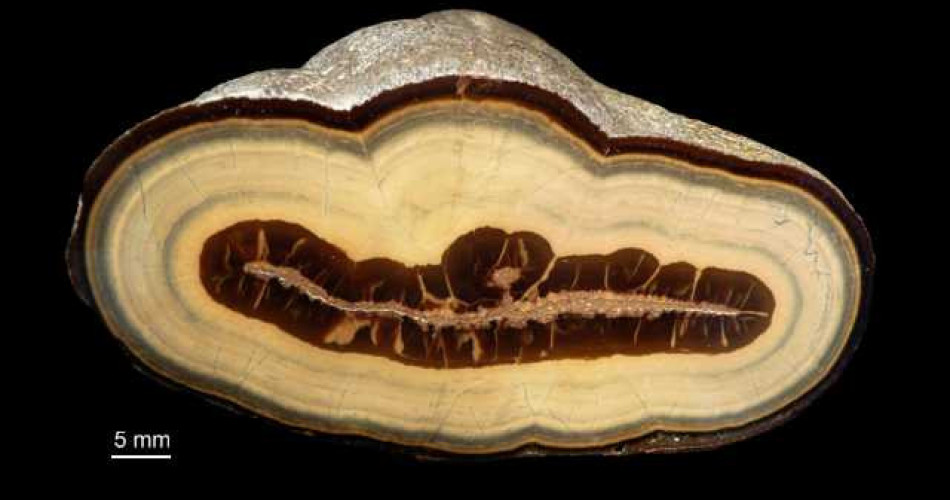 Sfaleryt (blenda skorupowa)