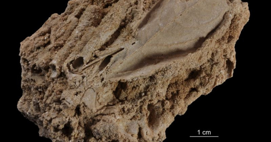 Odciski liści na martwicy wapiennej
