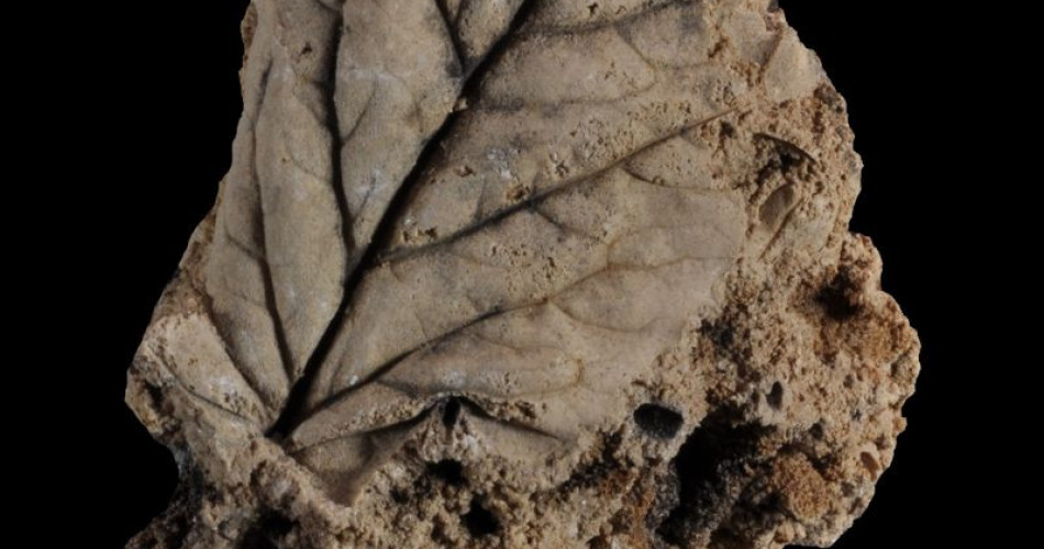 Odciski liści na martwicy wapiennej