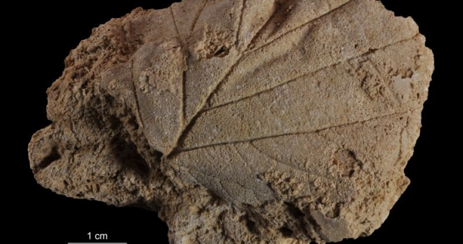 Odciski liści na martwicy wapiennej