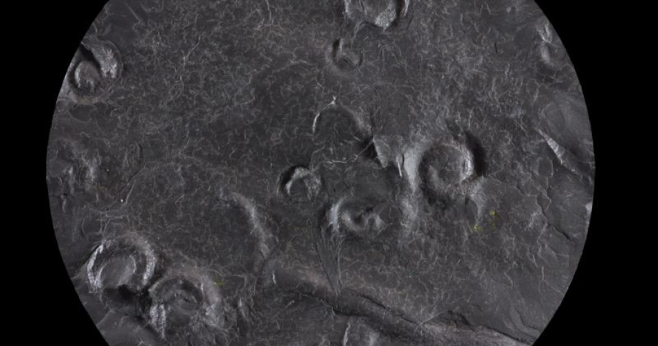 Skamieniałość śladowa