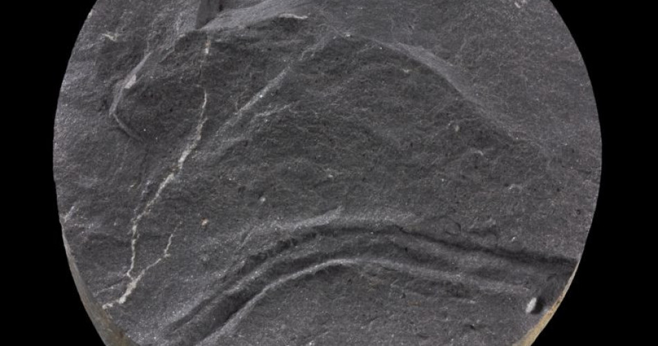 Skamieniałość śladowa