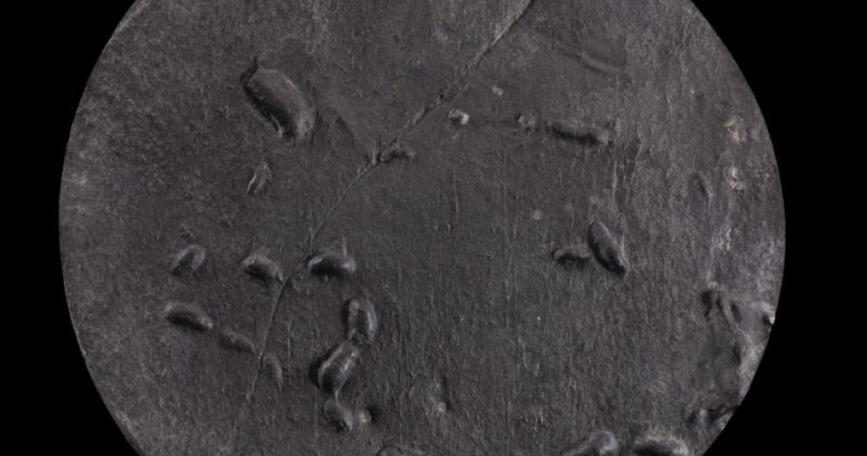 Skamieniałość śladowa