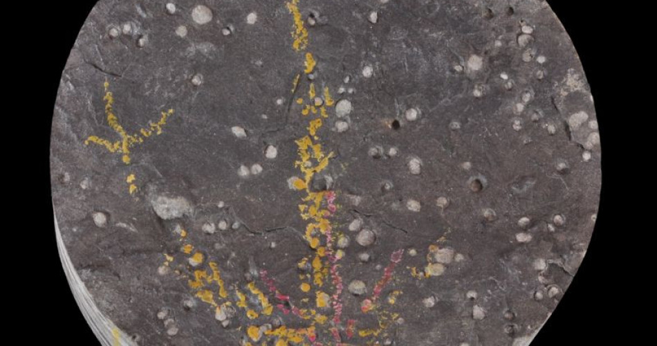 Skamieniałość śladowa