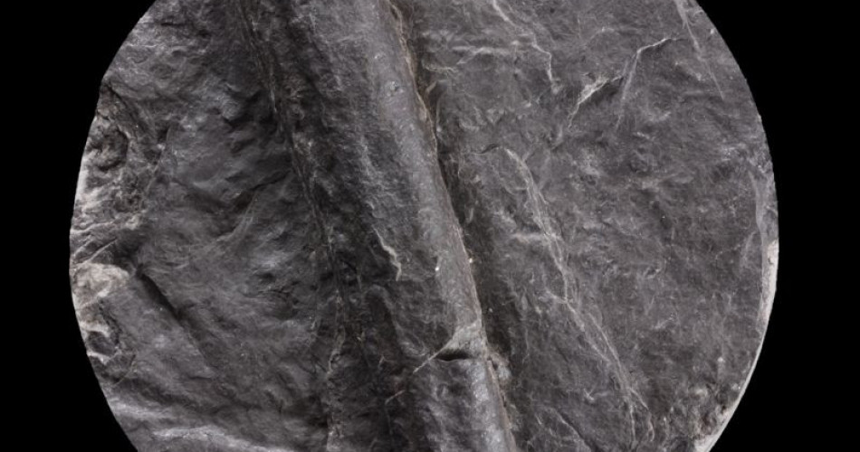 Skamieniałość śladowa