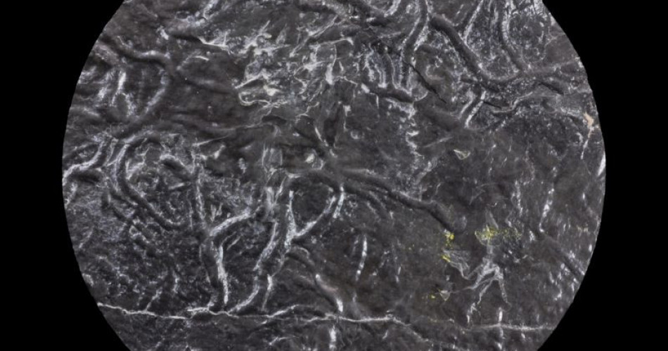 Skamieniałość śladowa