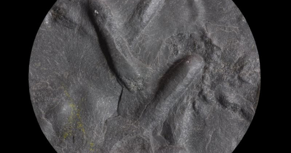 Skamieniałość śladowa