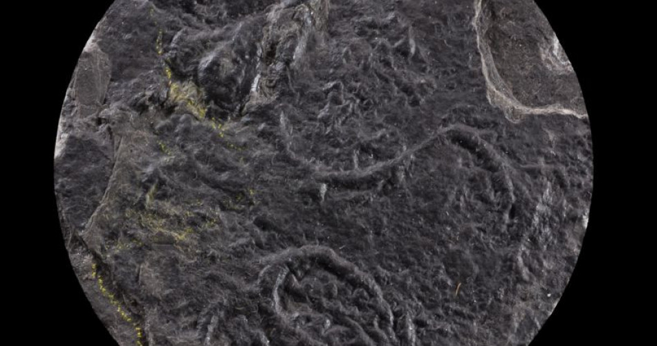 Skamieniałość śladowa