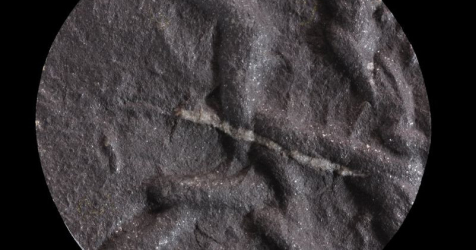 Skamieniałość śladowa