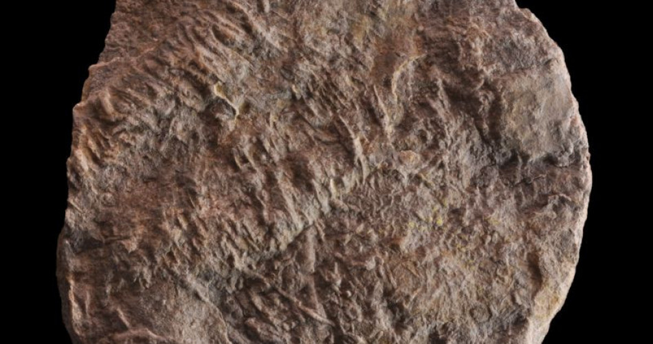 Skamieniałość śladowa