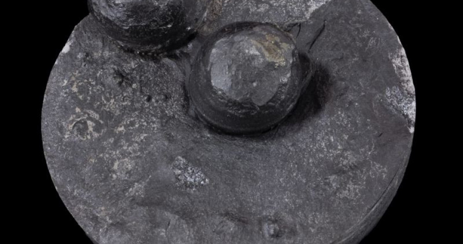 Skamieniałość śladowa