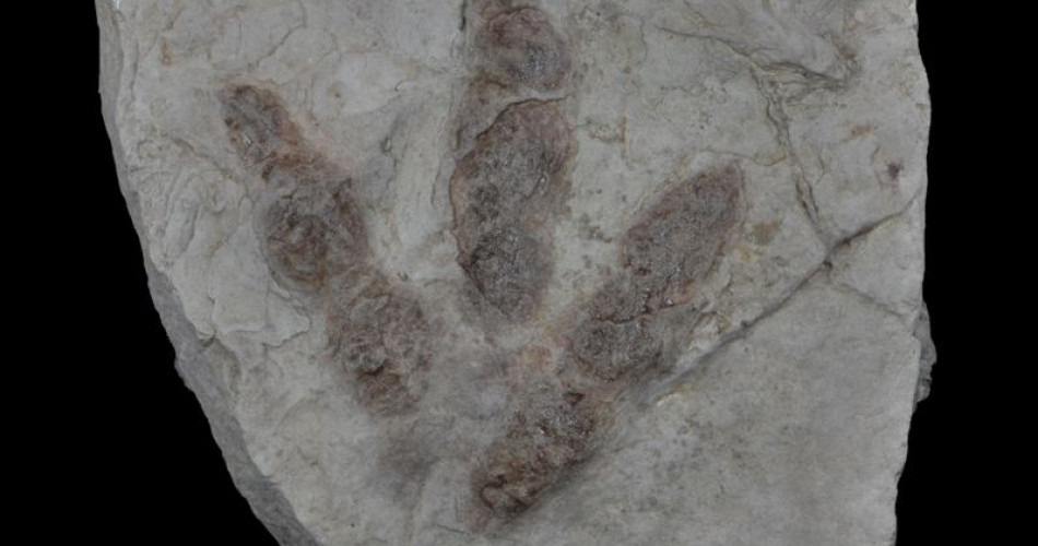 Skamieniałość śladowa