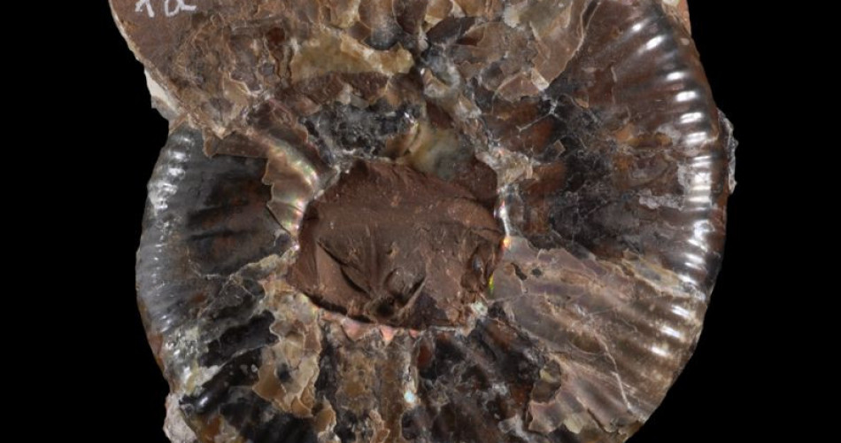 Skamieniałość właściwa