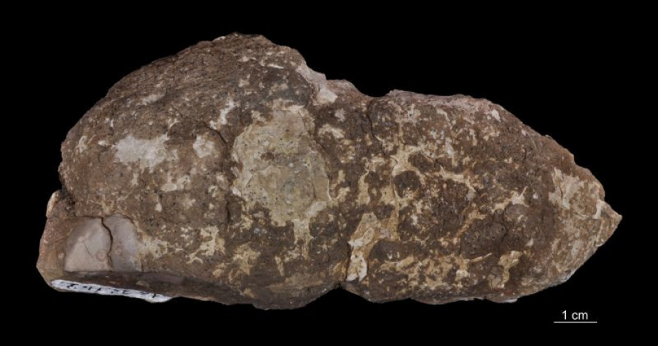 Koprolit dinozaura – skamieniały ekskrement