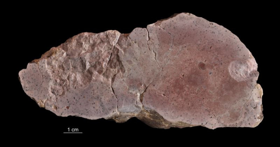 Koprolit dinozaura – skamieniały ekskrement