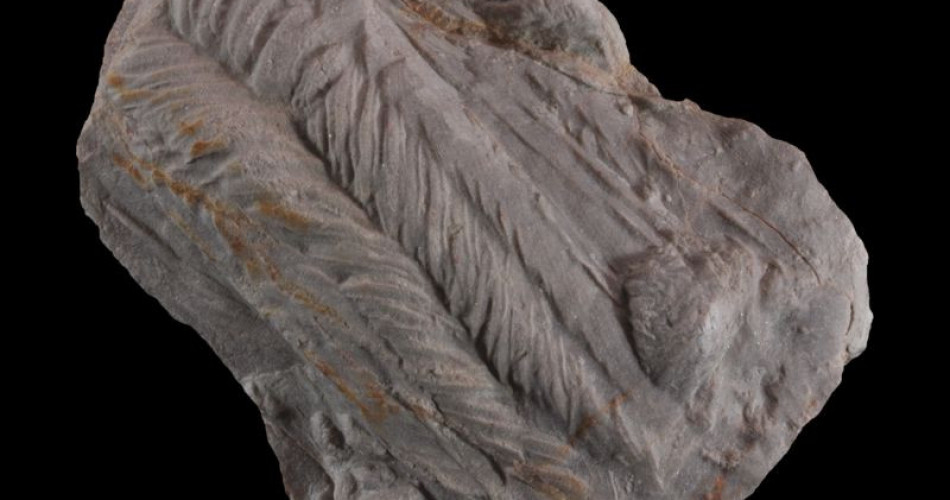 Skamieniałość śladowa – ślad pełzania trylobita