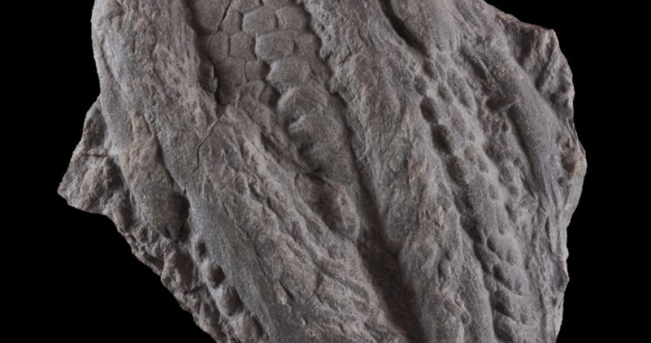 Skamieniałość śladowa – ślad postoju trylobita