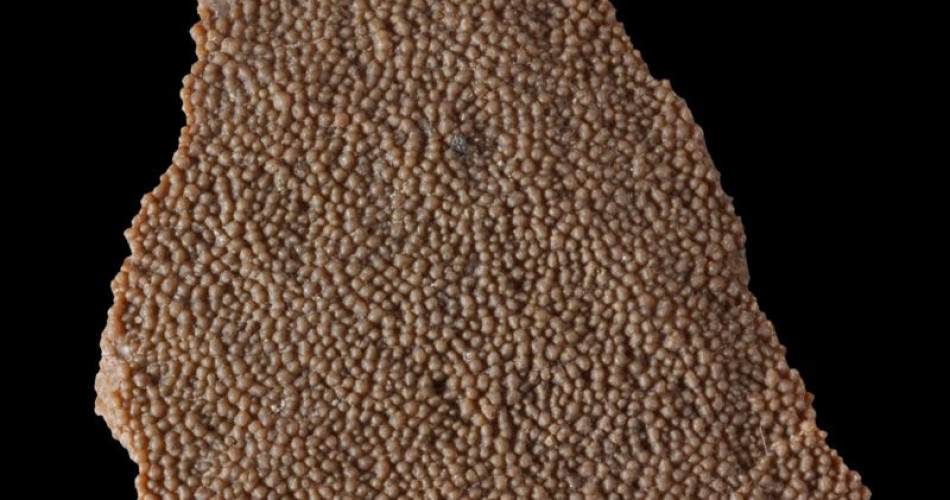 Fragment skorupki jajka tytanozaura