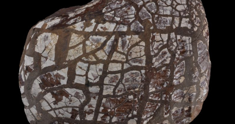 Muszla małża wypełniona syderytem