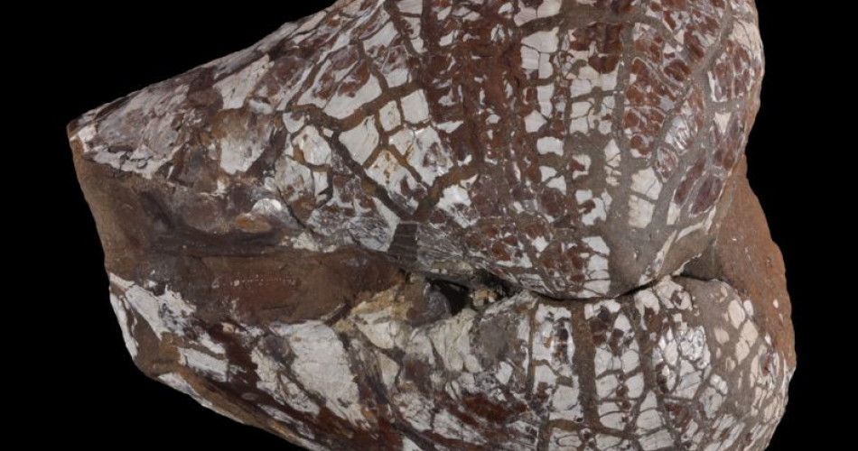 Muszla małża wypełniona syderytem