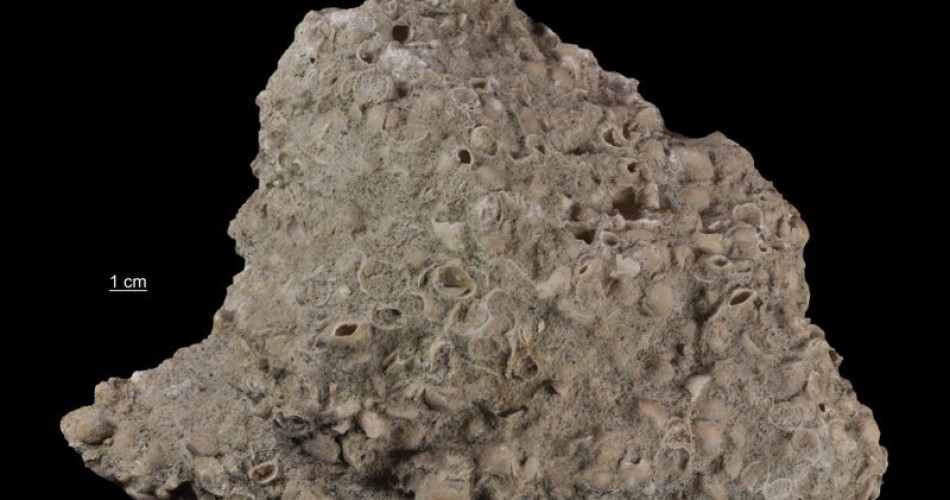 Sfosforytyzowany muszlowiec piaszczysty z rynchonellami