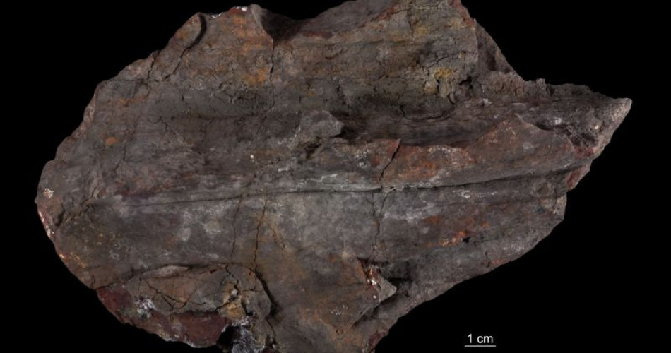 Sferosyderyt ze zsyderytyzowanym pniem drzewa