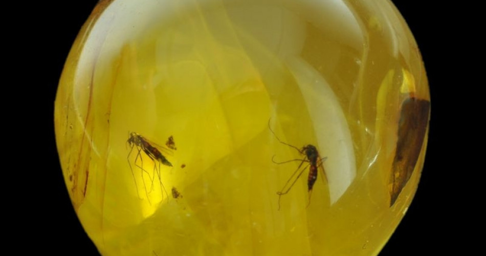 Inkluzja owadów w bursztynie