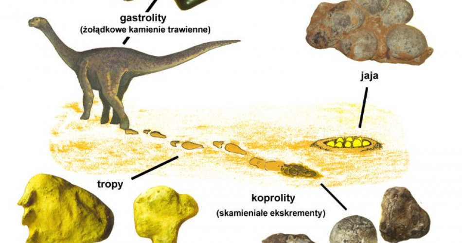 Skamieniałości śladowe dinozaurów