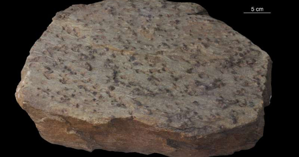 Łupek mikowy z granatami